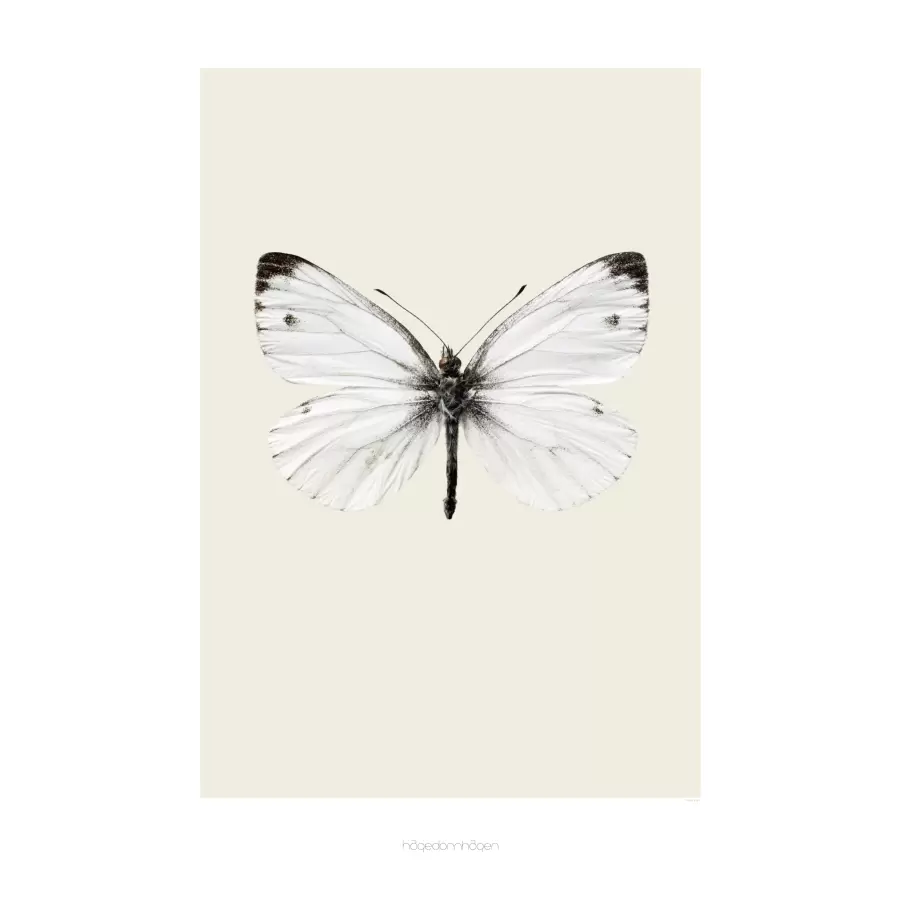 hagedornhagen - S10 - stor hvid sommerfugl - 70 x 100 cm.
