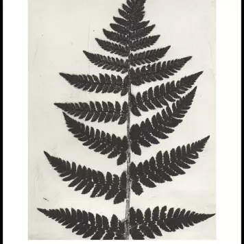 Pernille Folcarelli - Fern Black 70x100, nummereret tryk Pernille Folcarelli - Fern Black 70x100, nummereret tryk