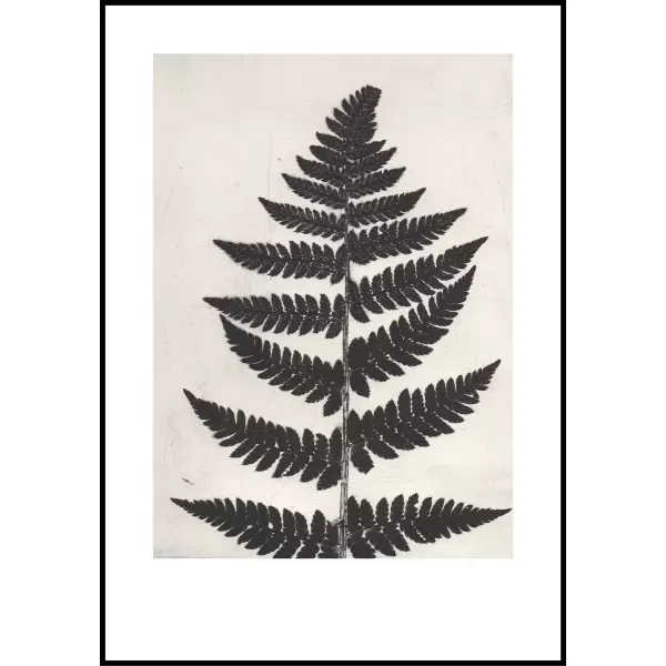 Pernille Folcarelli - Fern Black 70x100, nummereret tryk