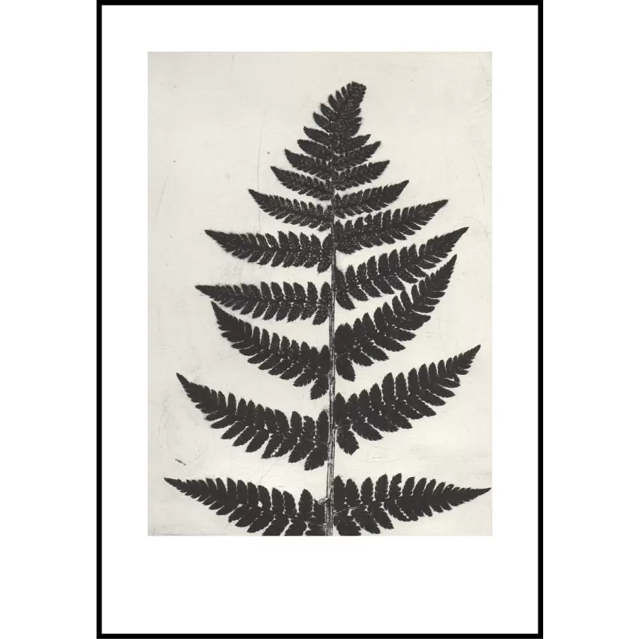 Pernille Folcarelli - Fern Black 70x100, nummereret tryk