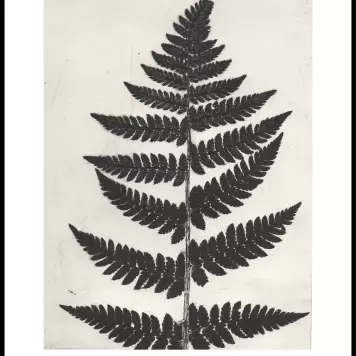 Pernille Folcarelli - Fern Black 50x70 cm. nummereret artprint Pernille Folcarelli - Fern Black 50x70 cm. nummereret artprint