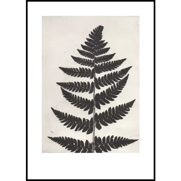 Pernille Folcarelli - Fern Black 50x70 cm. nummereret artprint
