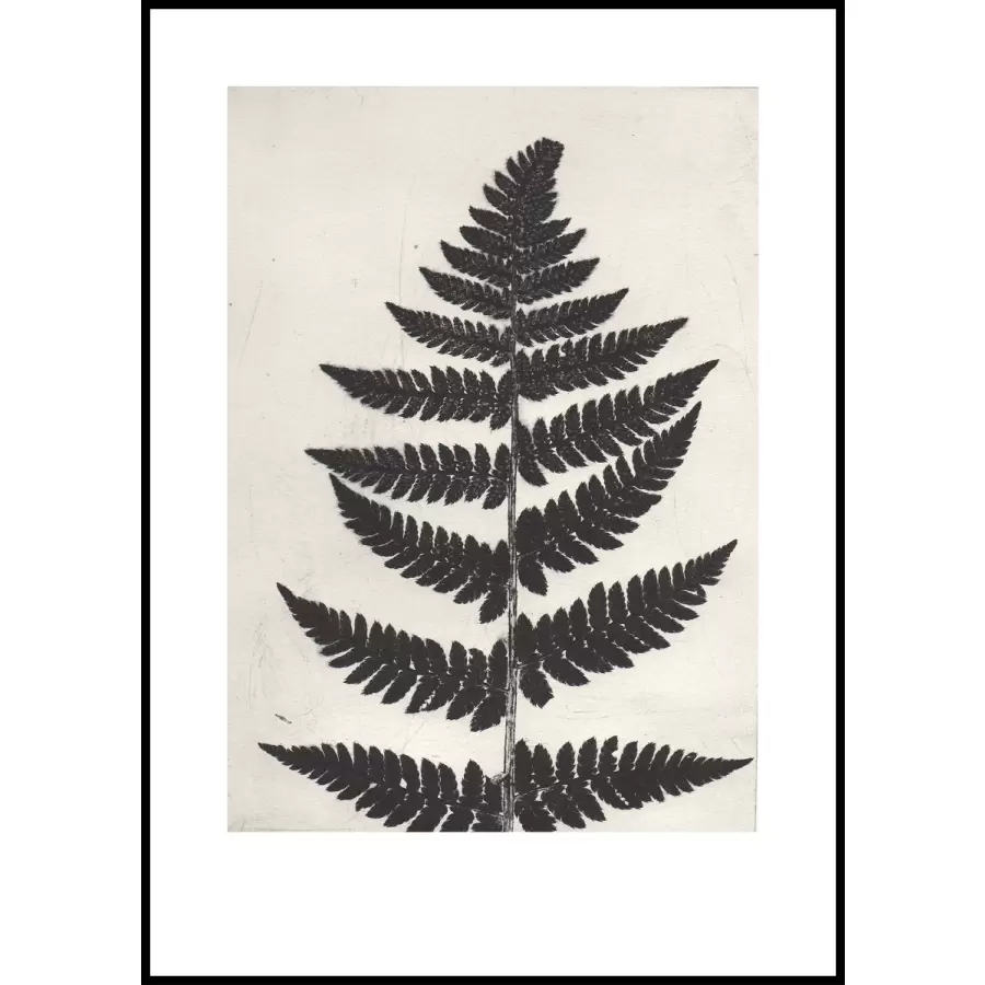 Pernille Folcarelli - Fern Black 50x70 cm. nummereret artprint