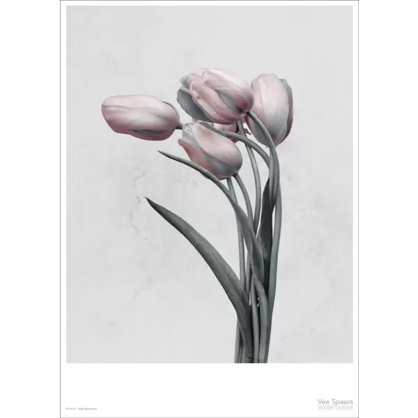 Vissevasse - Botanica Tulipa Gesneriana