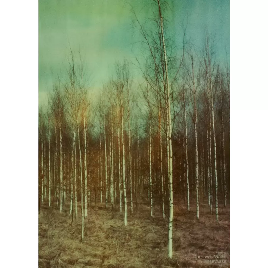 Vissevasse - Birches 50*70