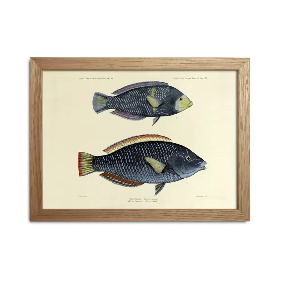 The Dybdahl Co. - Fishes print #RC028
