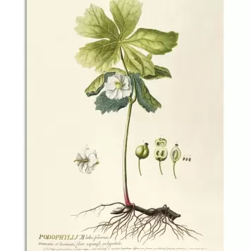 The Dybdahl Co. - Podophyllum #3719, 70x100 The Dybdahl Co. - Podophyllum #3719, 70x100