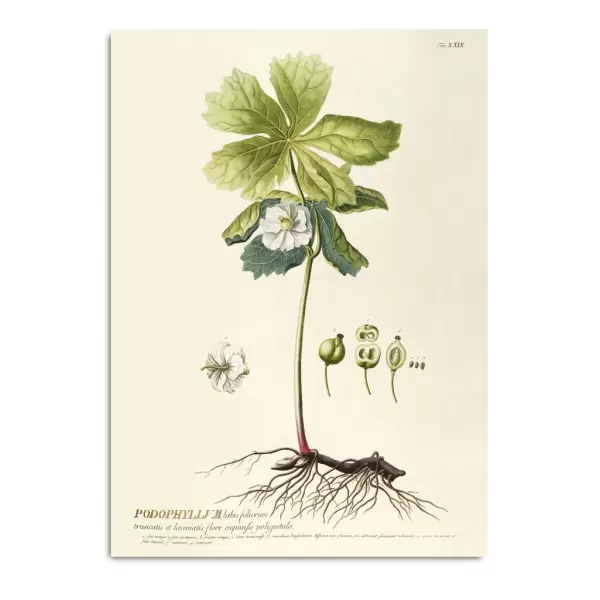 The Dybdahl Co. - Podophyllum #3719, 70x100