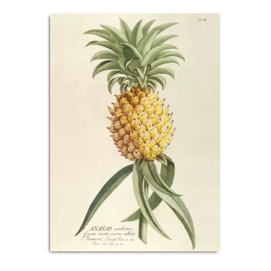 The Dybdahl Co. - Ananas Plantae 30x40 Print #3700