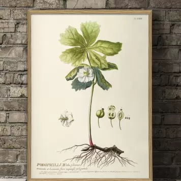 The Dybdahl Co. - Podophyllum #3719, 70x100