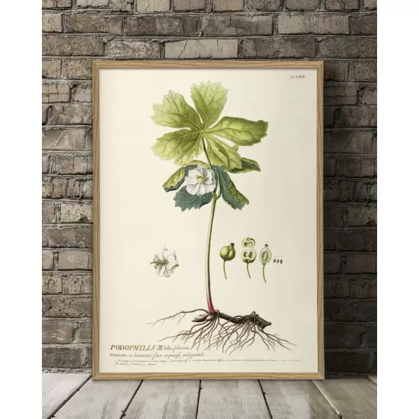 The Dybdahl Co. - Podophyllum #3719, 70x100