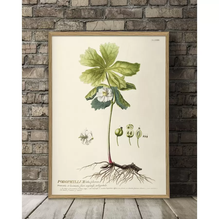 The Dybdahl Co. - Podophyllum #3719, 70x100