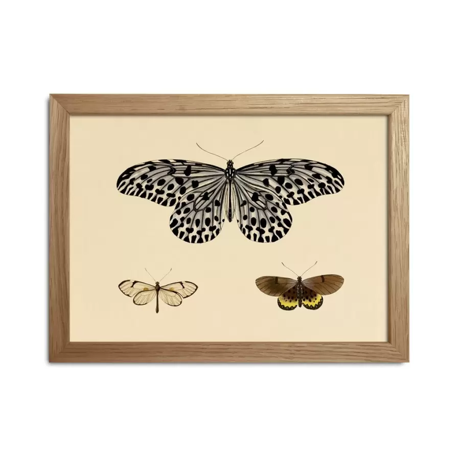 The Dybdahl Co. - Insects print #RC008