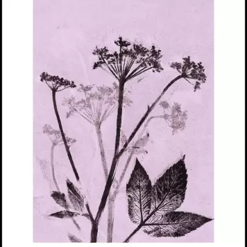 Pernille Folcarelli - Groundelder violet 30x40 Pernille Folcarelli - Groundelder violet 30x40