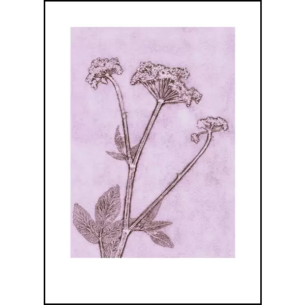 Pernille Folcarelli - Groundelder violet, 50*70