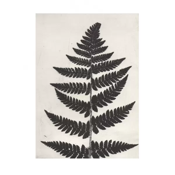 Pernille Folcarelli - Fern black, 50x70 - 2. sort