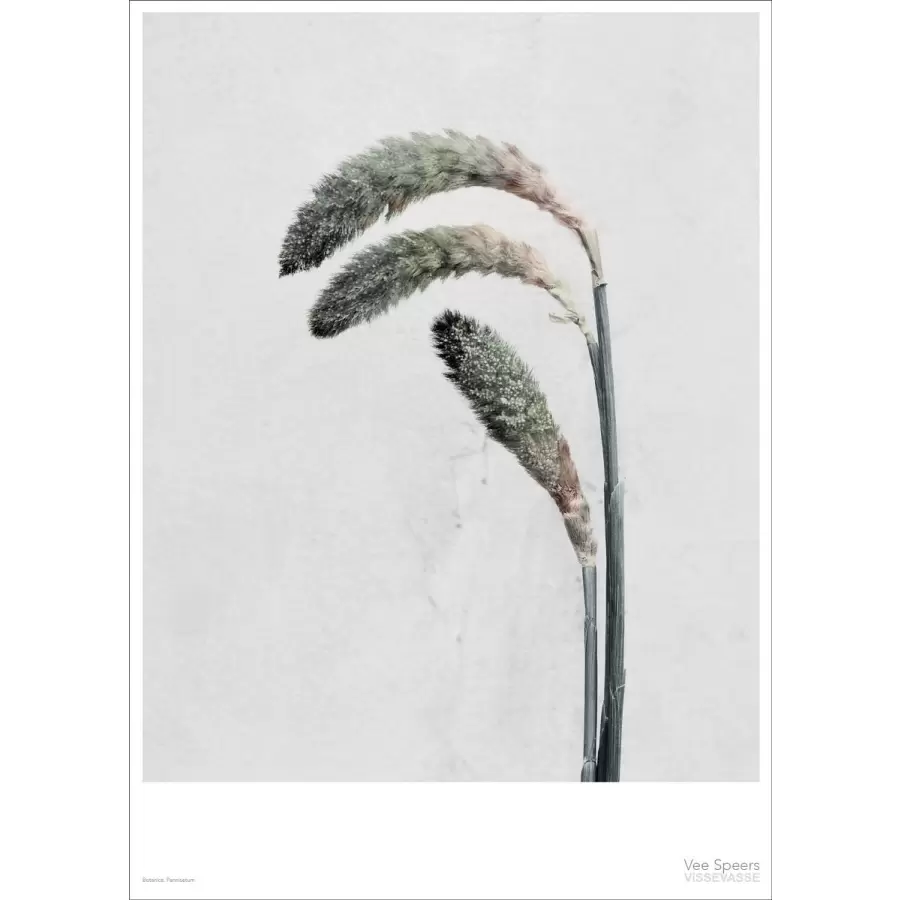 Vissevasse - Botanica Pennisetum, 50x70