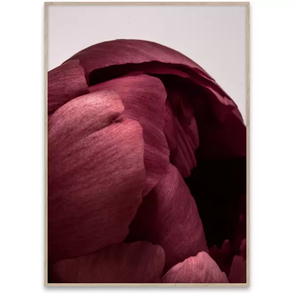 Paper Collective - Peonia 01, 50x70