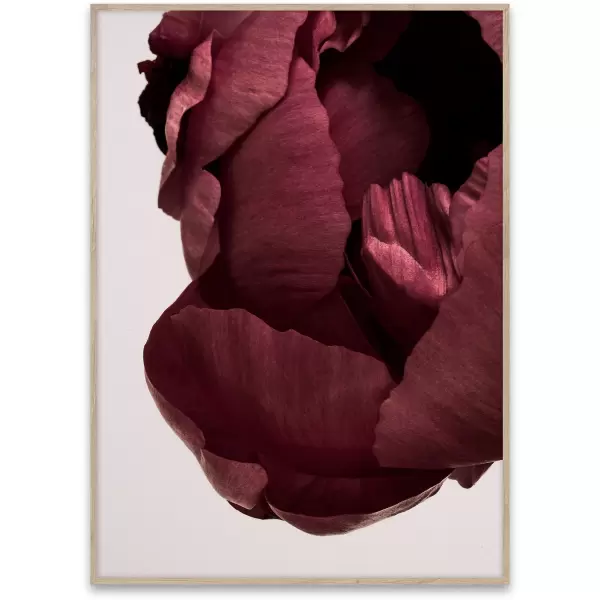 Paper Collective - Peonia 02, 50x70