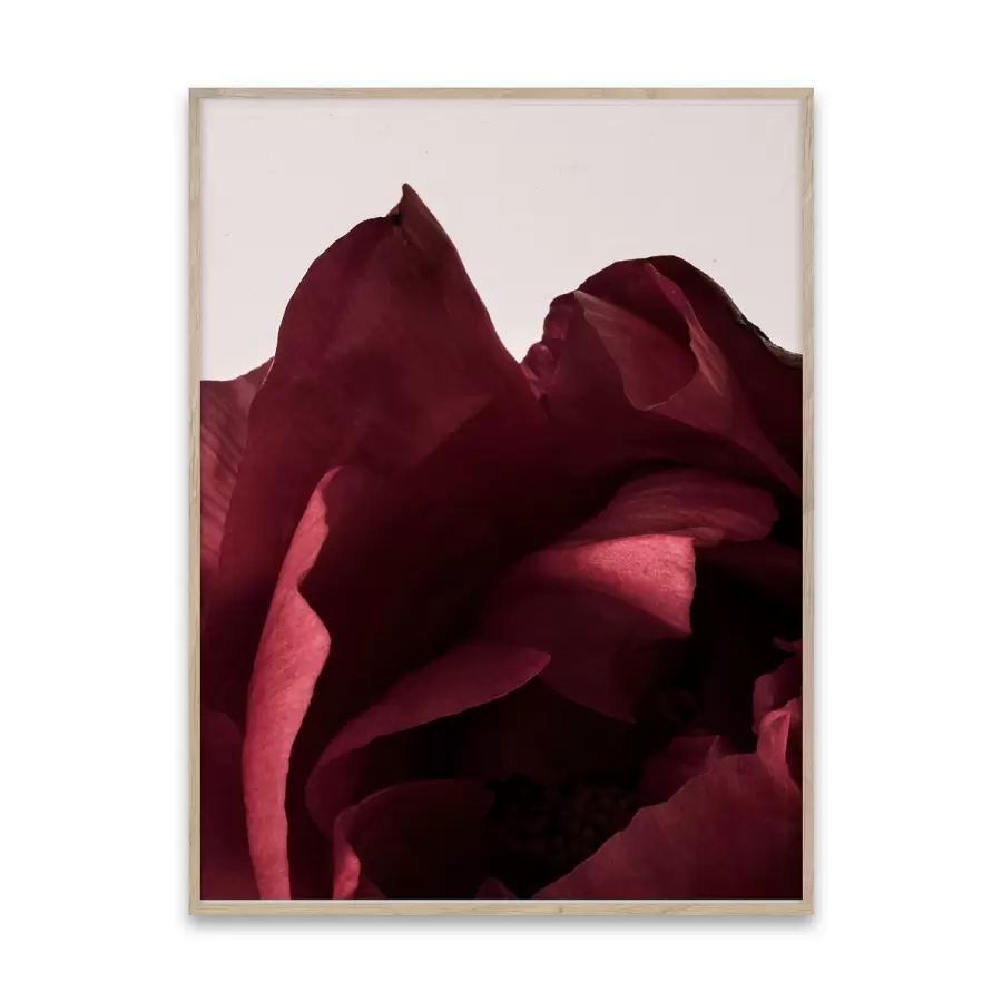 Paper Collective - Peonia 03, 50x70