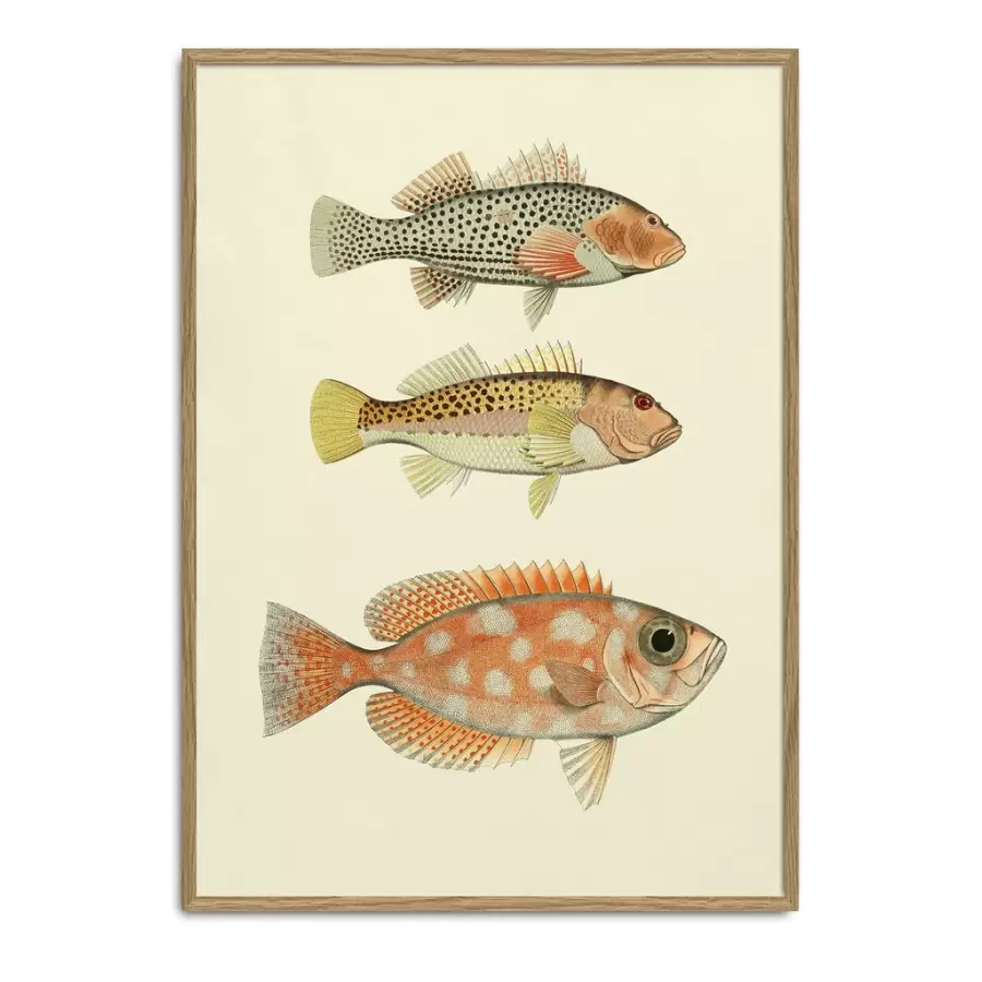 The Dybdahl Co. - Fishes. #3901P 30x40