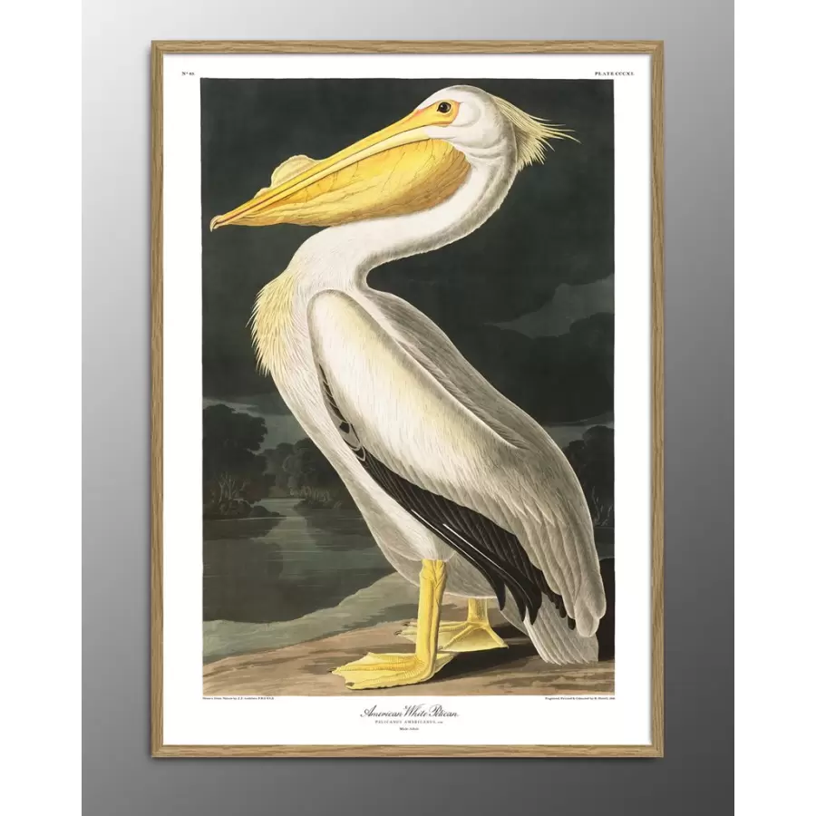 The Dybdahl Co. - American White Pelican.#6504 50x70