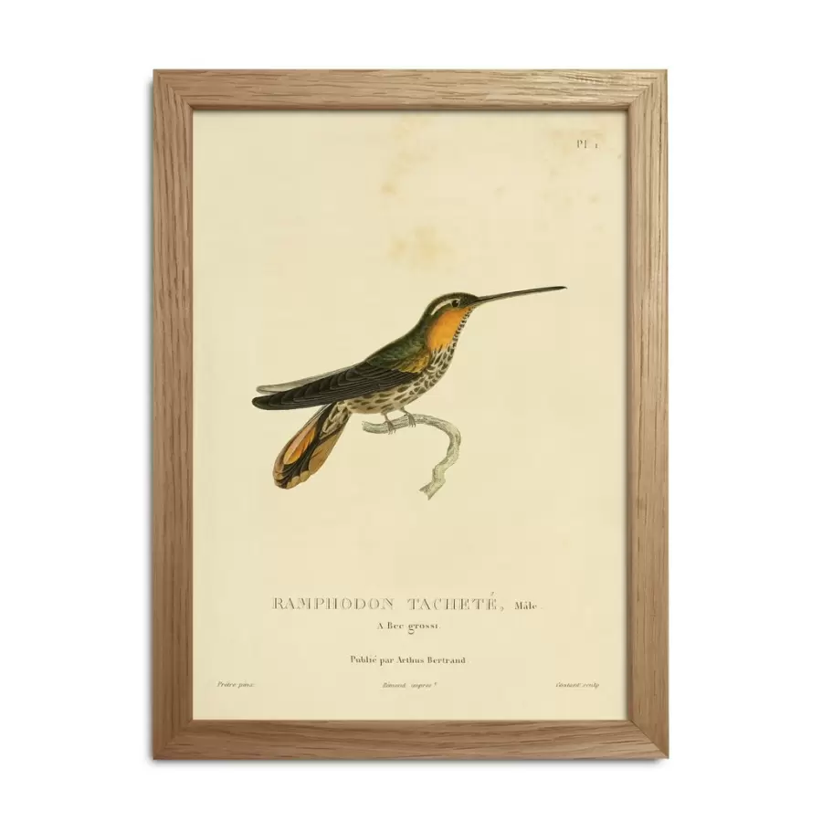 The Dybdahl Co. - Hummingbirds #rc039 