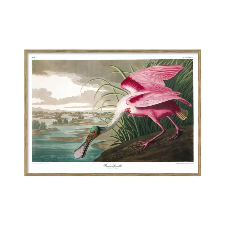 The Dybdahl Co. - Roseate Spoonbill #6506, 50*70