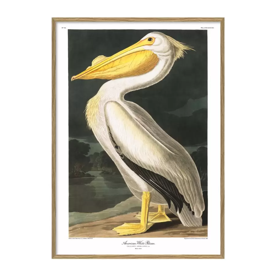 The Dybdahl Co. - American White Pelican #6504, 30x40