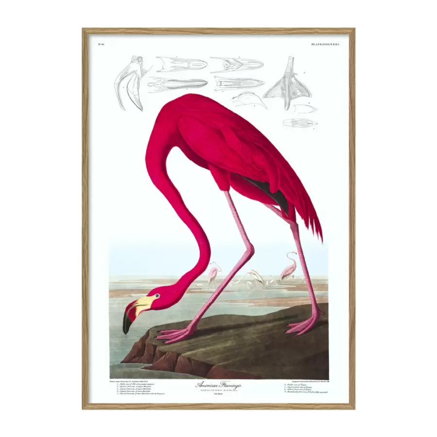 The Dybdahl Co. - American Flamingo #6500, 30x40