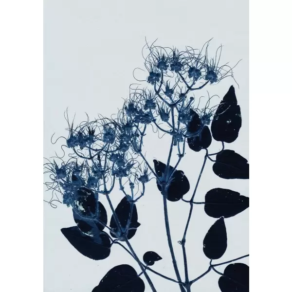 Pernille Folcarelli - A5 Clematis blue