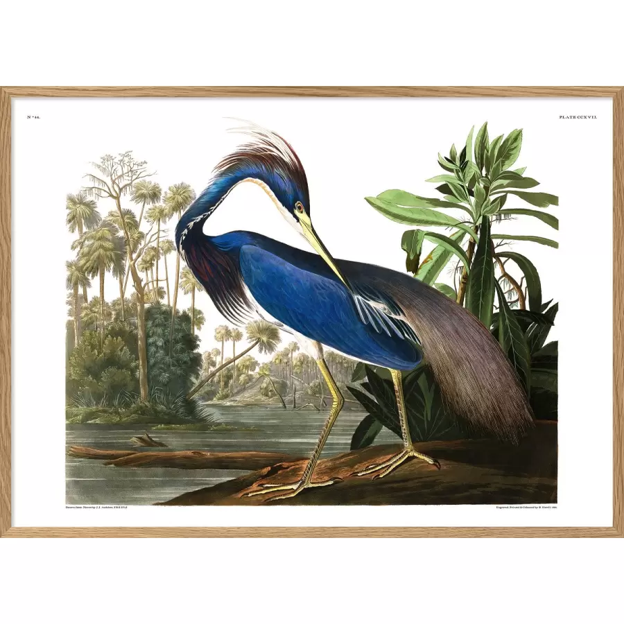 The Dybdahl Co. - Louisiana Heron #6502, 70x100