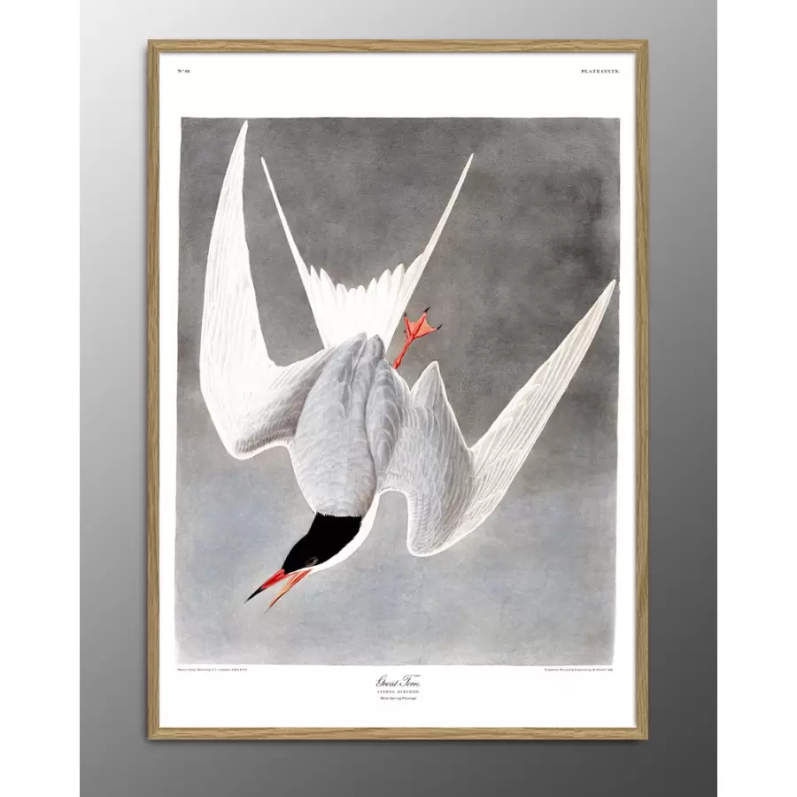 The Dybdahl Co. - Great Tern #6503, 50x70
