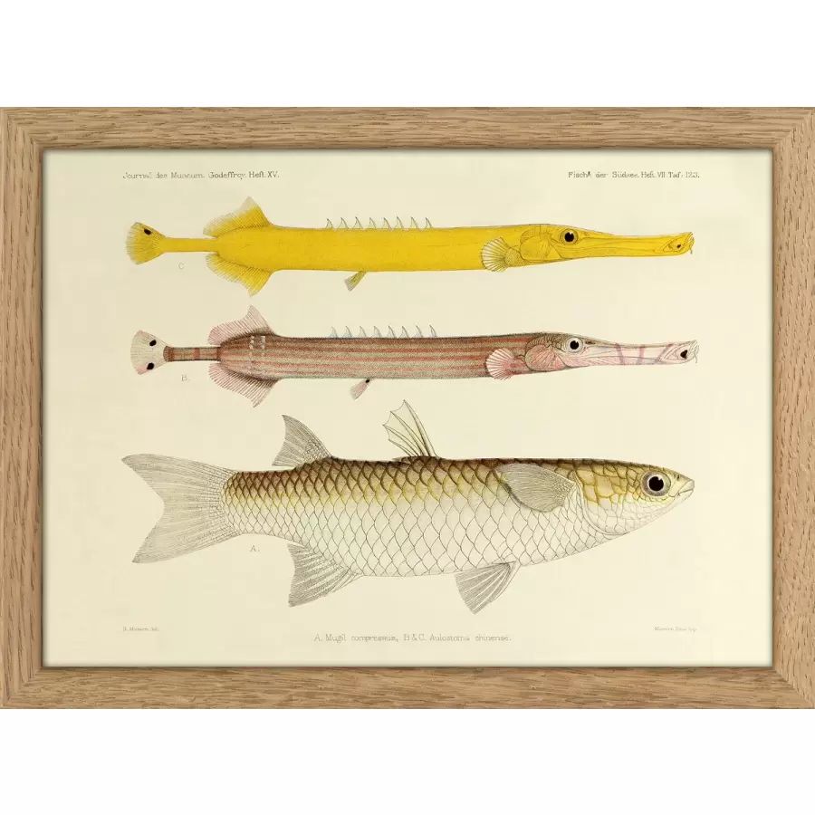 The Dybdahl Co. - Rc022 Fishes