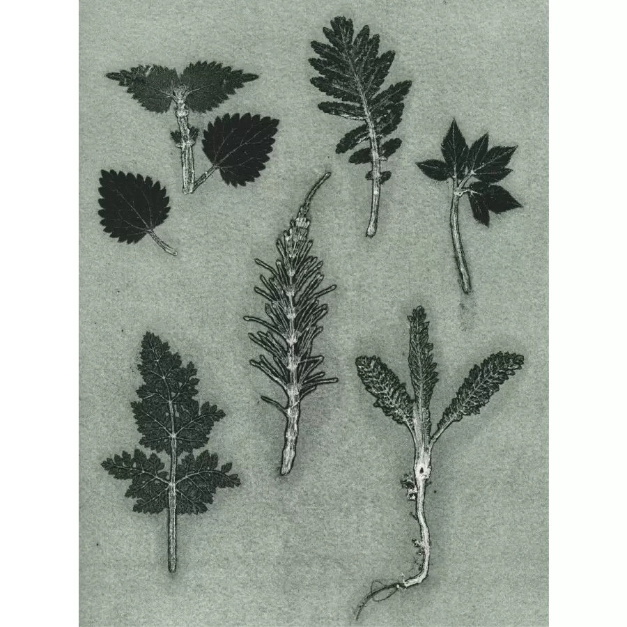 Pernille Folcarelli - 50x70 Wild Herbs