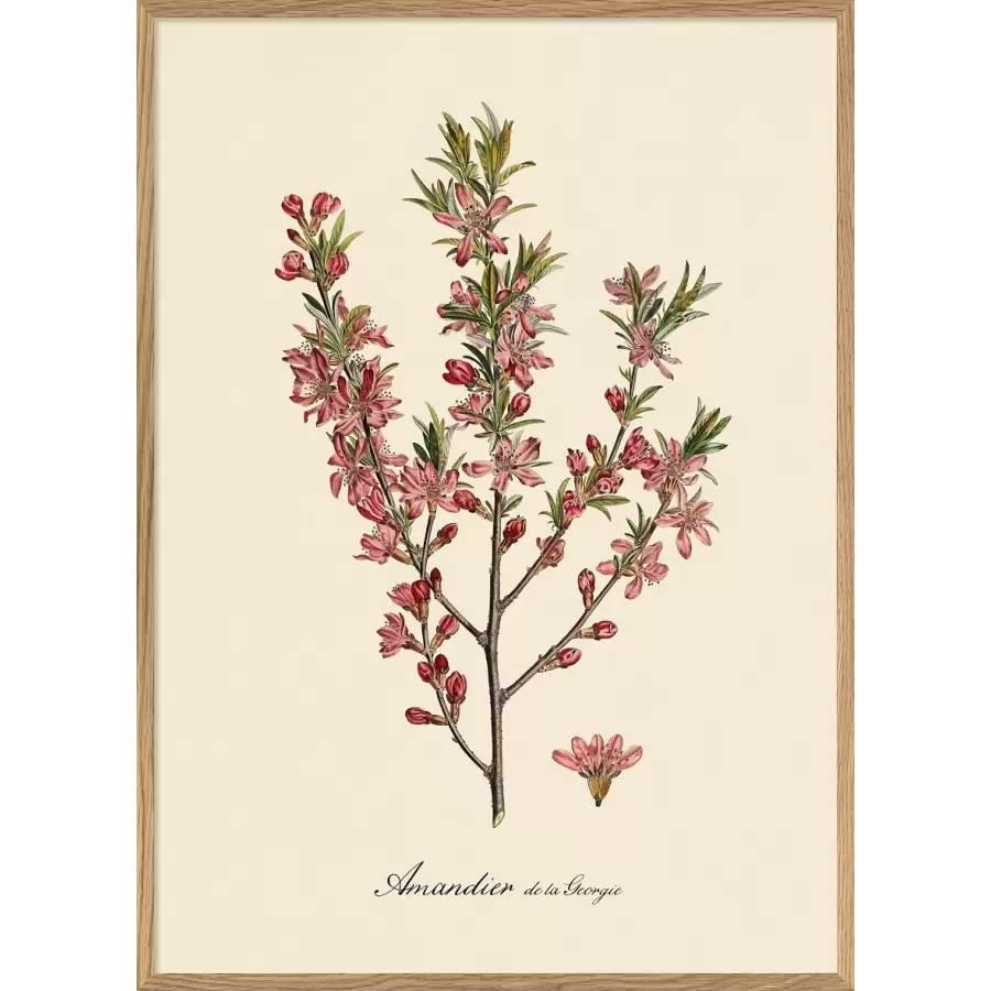The Dybdahl Co. - Pink Almond Blossoms #3623 30x40