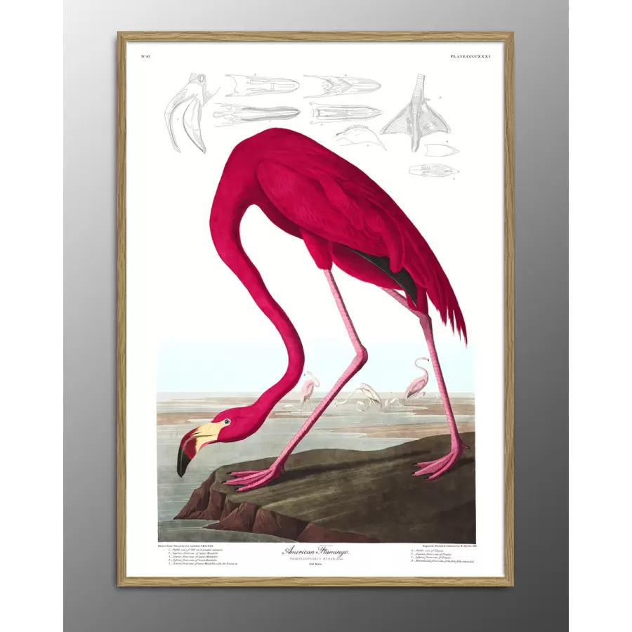 The Dybdahl Co. - American Flamingo.#6500, 112x158
