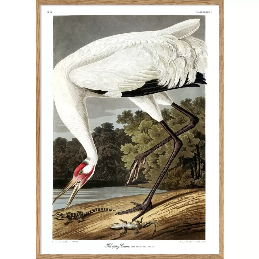 The Dybdahl Co. - Whooping Crane #6524 