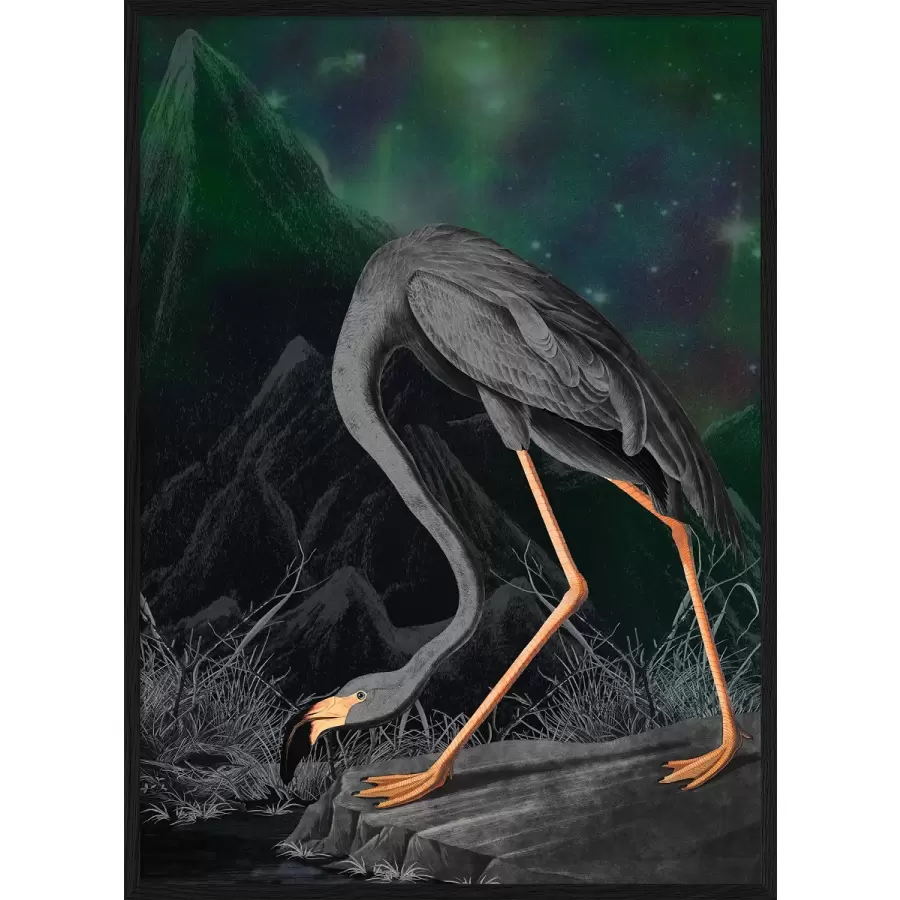 The Dybdahl Co. - 6401 Black Flamingo, 50x70