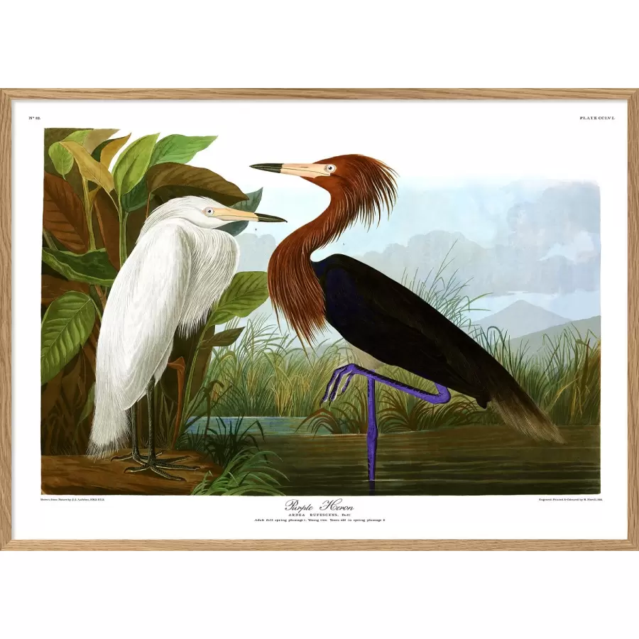 The Dybdahl Co. - Purple Heron #6523