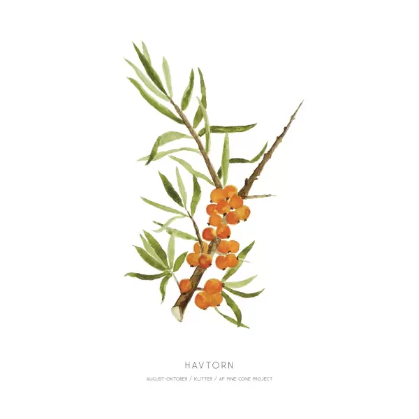 Pine Cone Project - Havtorn A4