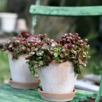 Bergs Potter - Ø:12 Urtepotte Julie, Rosa Bergs Potter - Ø:12 Urtepotte Julie, Rosa
