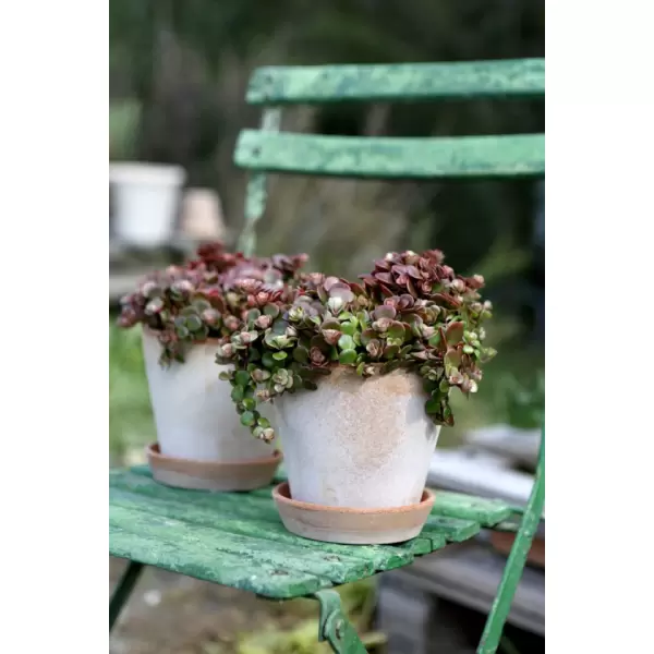Bergs Potter - Urtepotte Julie inkl underskål, Rosa Ø:14 cm.