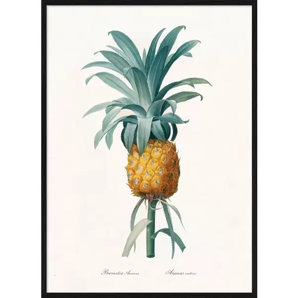 The Dybdahl Co. - Bromelia Pineapple 30*40