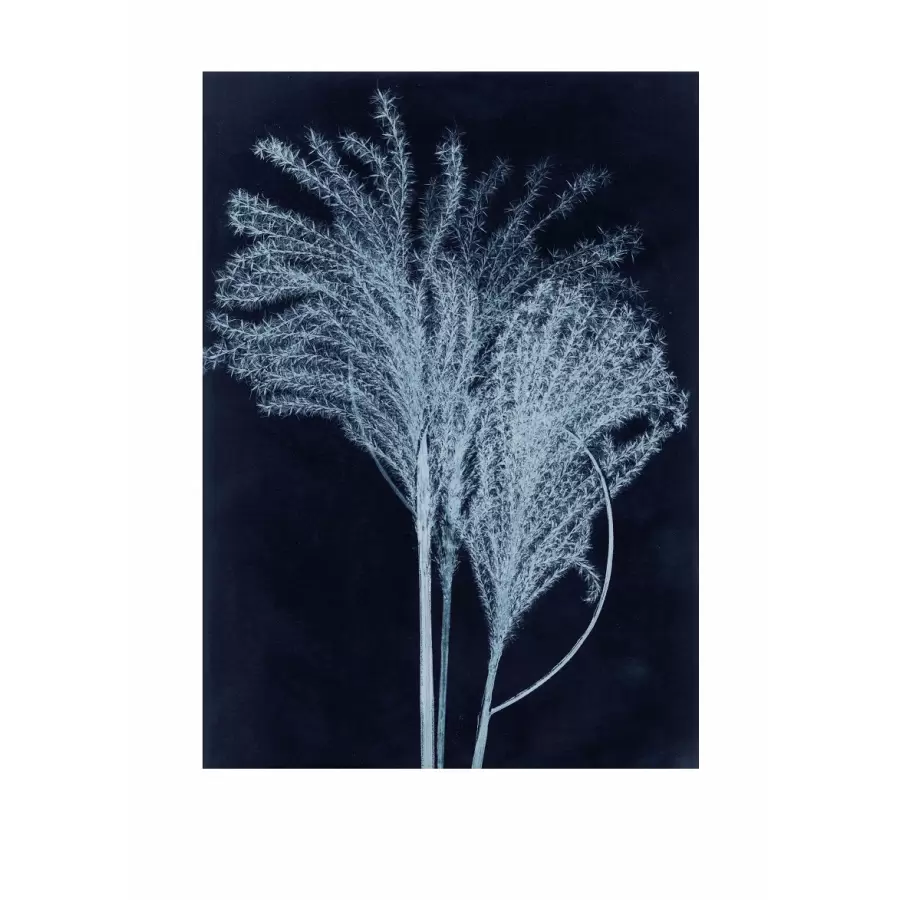 Pernille Folcarelli - Silvergrass Blue