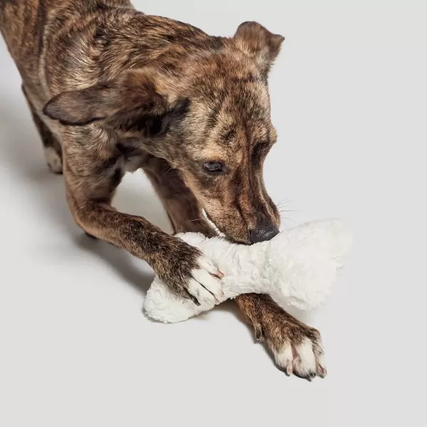 Cloud7 - Hunde legetøj love bone