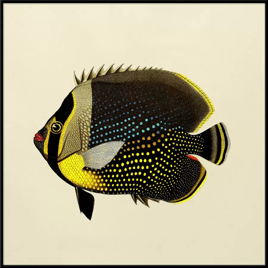 The Dybdahl Co. - Black Fish 30*30