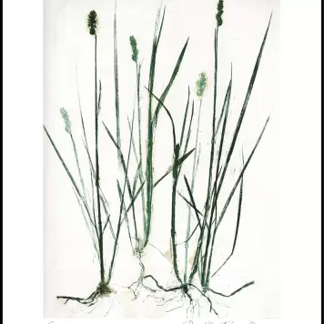 Pernille Folcarelli - Grass Green 70*100 Pernille Folcarelli - Grass Green 70*100