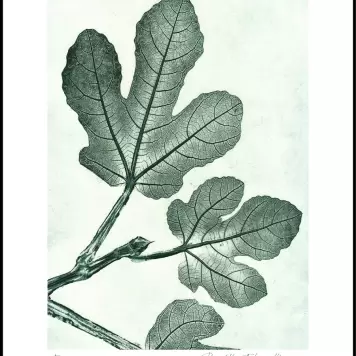 Pernille Folcarelli - Fig 1 Green 50*70