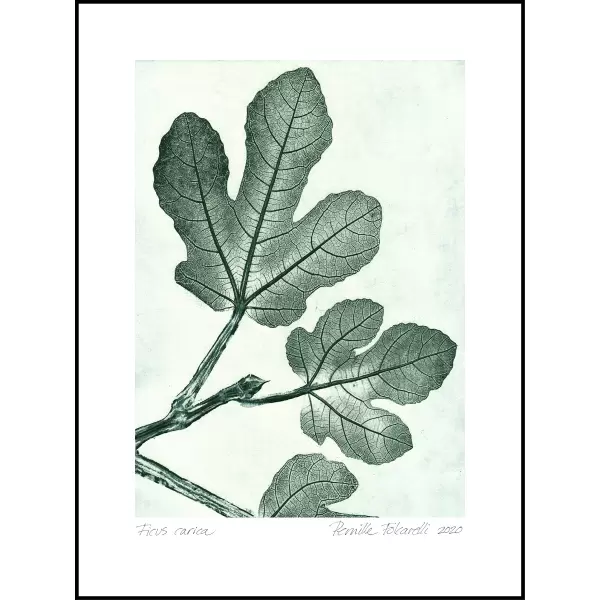 Pernille Folcarelli - Fig 1 Green 50*70